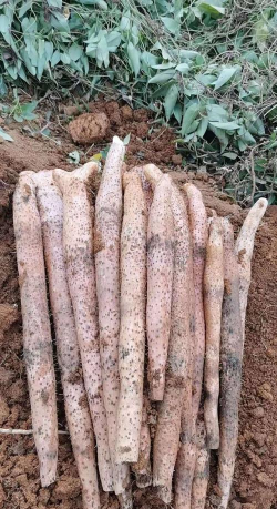 小小的淮山山药叫什么