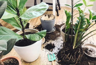 家庭养花用生根粉