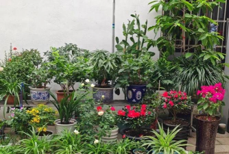 家庭养花用生根粉