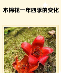 木棉什么时候开花结果