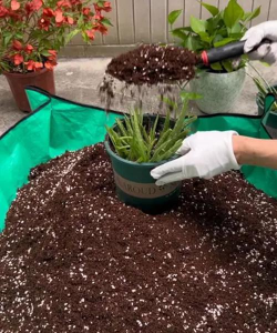 家庭养花用生根粉