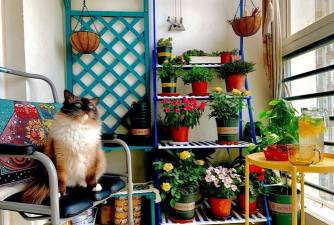 家庭养花用生根粉