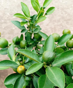 四季桔叶子什么样