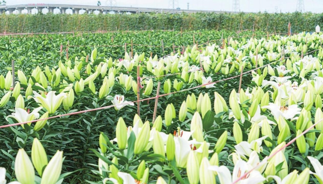 家庭养花用生根粉