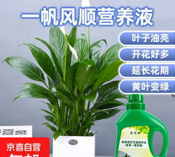 家庭养花用生根粉