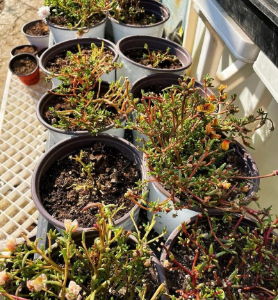 家庭养花用生根粉