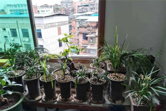 家庭养花用生根粉