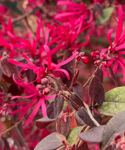 红花继木是什么科的