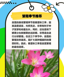 韭菜莲怎么繁殖一