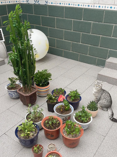 家庭养花用生根粉