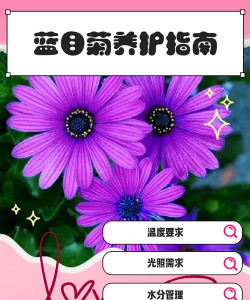 蓝目菊适合什么时候养
