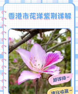 为什么把洋紫荆说成紫荆