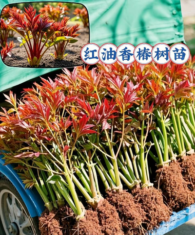 香椿树苗怎么种植