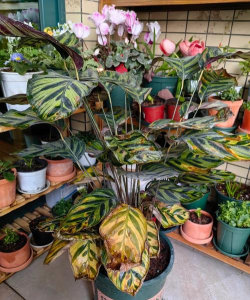 家庭养花用生根粉