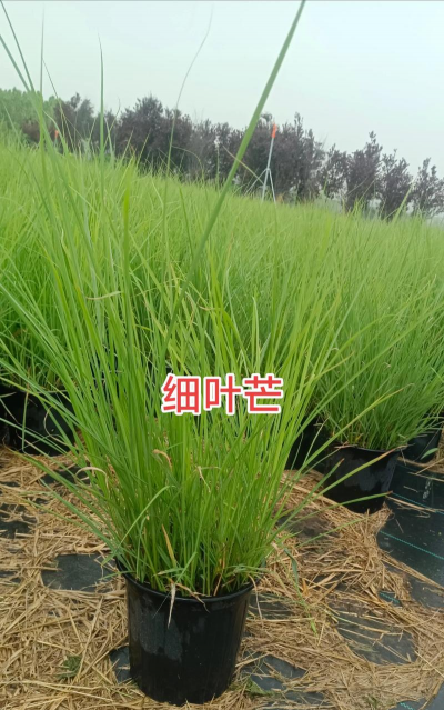 细叶芒|详细介绍