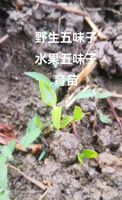 五味子怎么繁殖