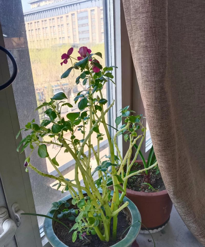 家庭养花用生根粉