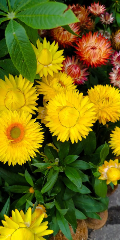 麦秆菊是什么季节的花