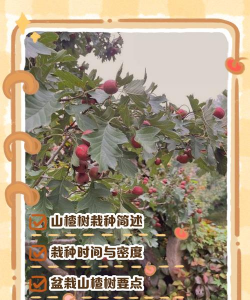怎么自己种山楂树好吗