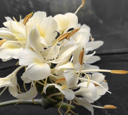 白姜花什么时候种植最适