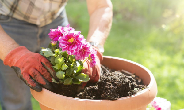 家庭养花用生根粉