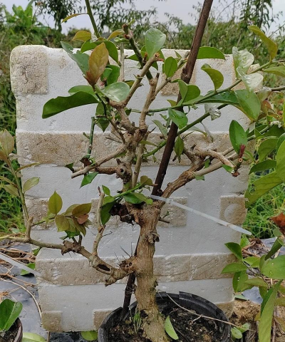 家庭养花用生根粉