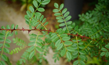 黄刺梅的叶子什么样