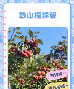 野山楂|详细介绍