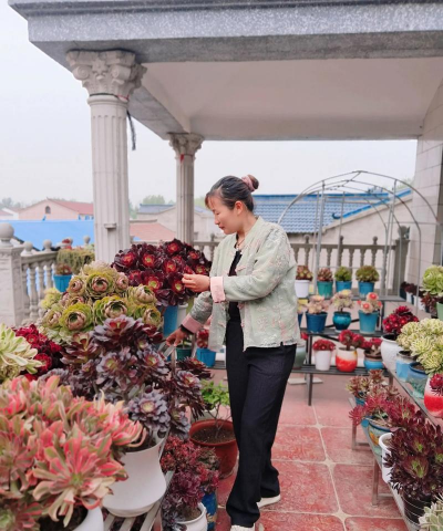 家庭养花用生根粉