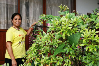 家庭养花用生根粉