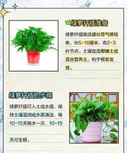 家庭养花用生根粉