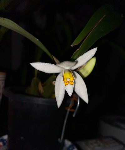 眼斑贝母兰|详细介绍