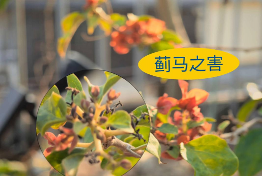 家庭养花用生根粉