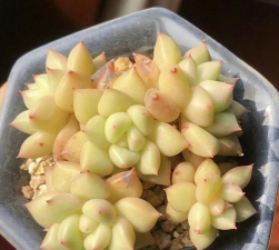 多肉象牙为什么那么贵