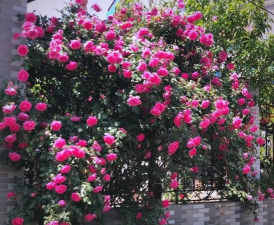 藤月大游行花是什么颜色