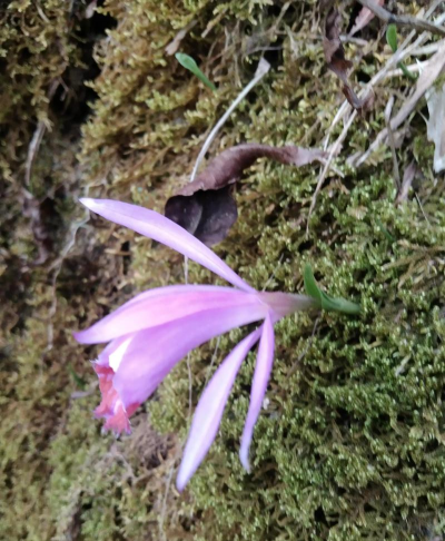 像独蒜的花是什么花