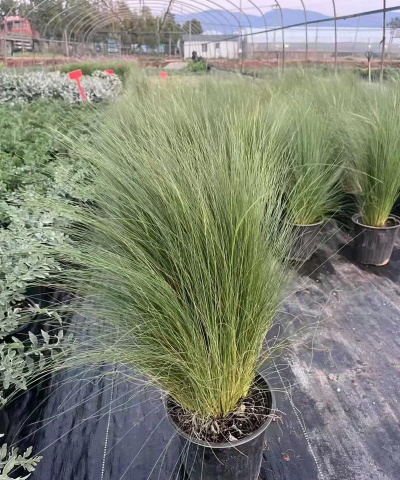 羽毛草|详细介绍