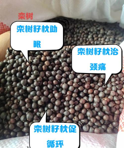 栾树叶子能吃吗怎么吃