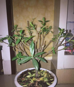 栀子花大树干怎么修剪