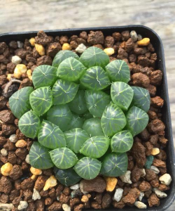 圆头玉露的拼音怎么写