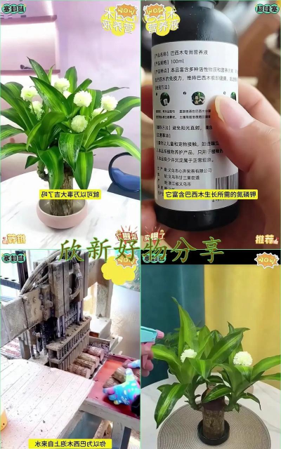 家庭养花用生根粉