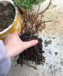 家庭养花用生根粉