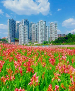 达州市的市花是什么花