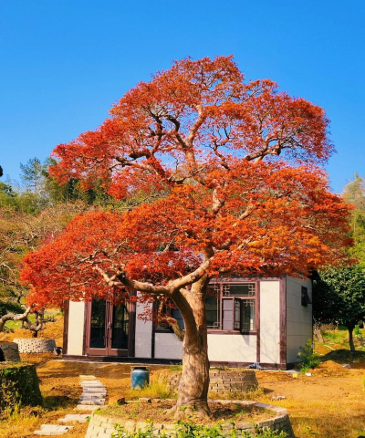 日本红枫树干什么颜色