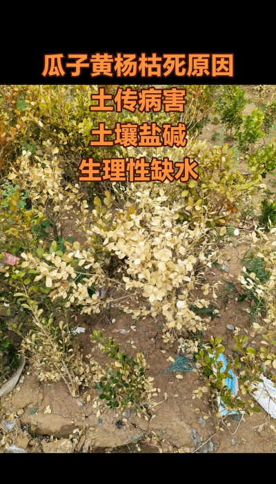 瓜子黄杨的杂草怎么办