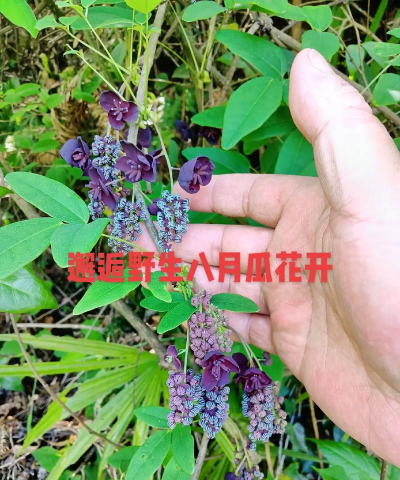 八月瓜的花有什么