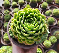 酸橙辣椒多肉怎么繁殖