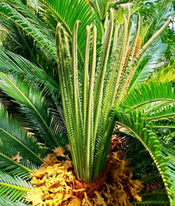 苏铁的原产地是什么哪里