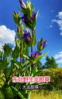 大龙胆草长什么样