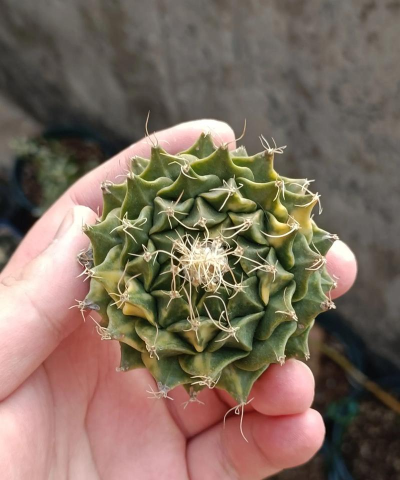 仙人球落地是什么意思